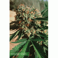 Sapphire OG