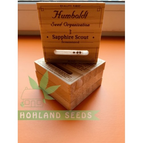 Sapphire Scoute Sapphire Scoute