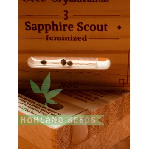 Sapphire Scoute Sapphire Scoute