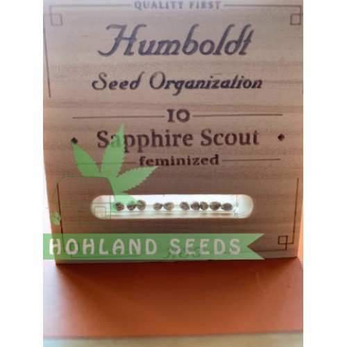 Sapphire Scoute Sapphire Scoute