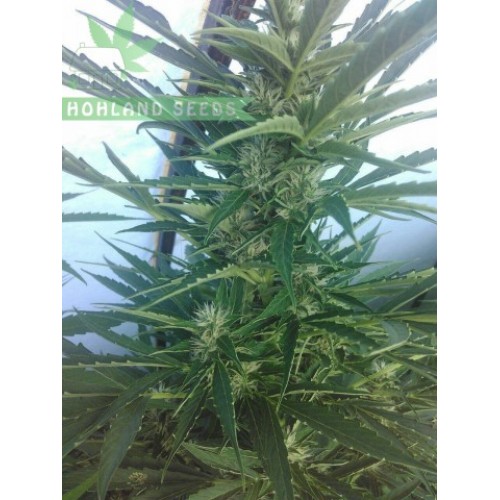 Auto Critical Mass