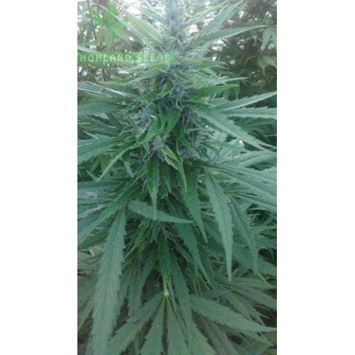 Auto Critical Mass