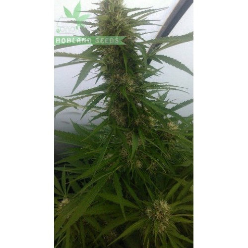 Auto Critical Mass