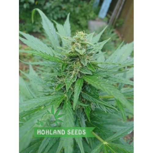 S.A.D. Sweet Afghani Delicious Auto