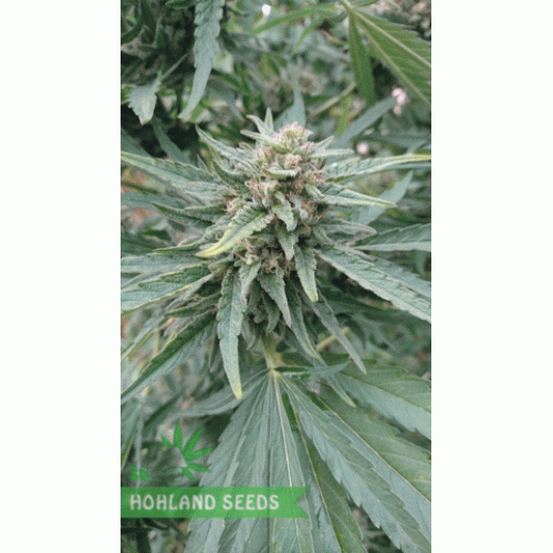 S.A.D. S1 Sweet Afghani Delicious S.A.D. S1 Sweet Afghani Delicious
