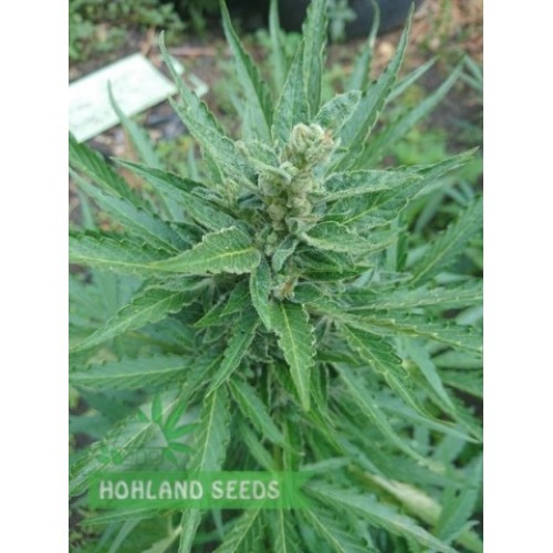 Jack 47 Auto