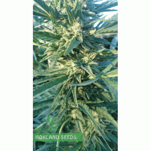 Killer Kush F1 Fast Version Killer Kush F1 Fast Version