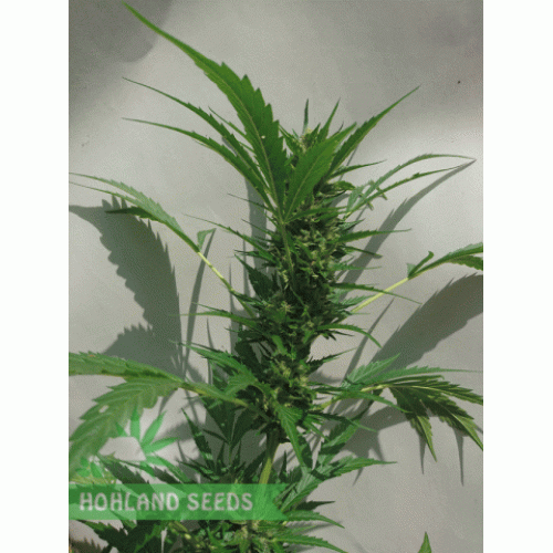 Peppermint Kush