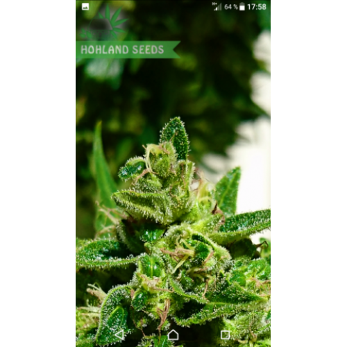 Auto Night Queen