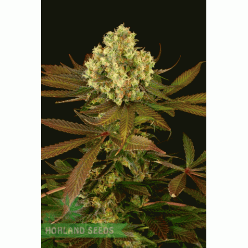 Blueberry Headband Blueberry Headband