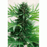 Sour Diesel Auto Sour Diesel Auto