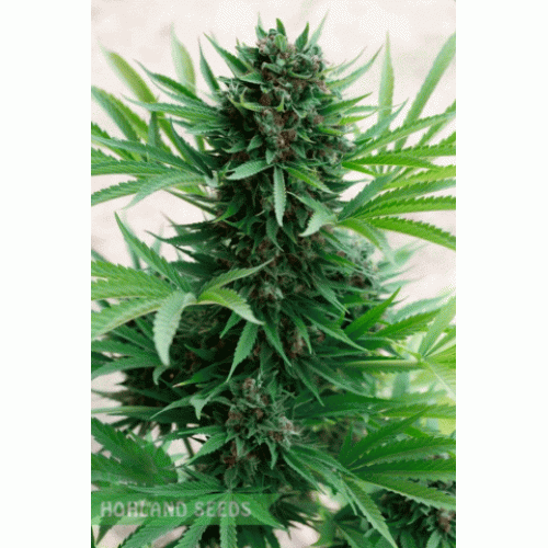 Sour Diesel Auto Sour Diesel Auto