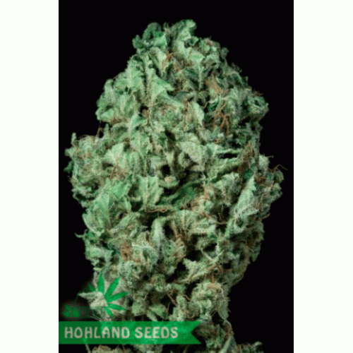 Sour Diesel Autoflowering Sour Diesel Autoflowering