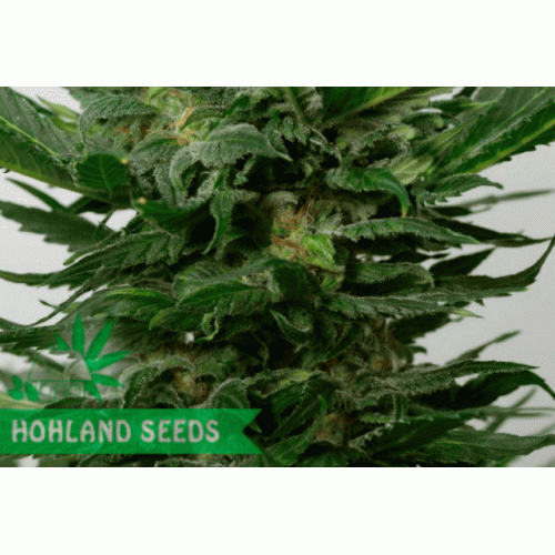 Sour Diesel Autoflowering