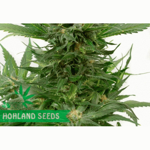 Sour Diesel Autoflowering