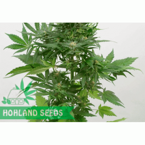 Sour Diesel Autoflowering