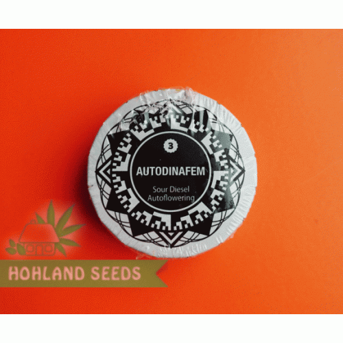 Sour Diesel Autoflowering