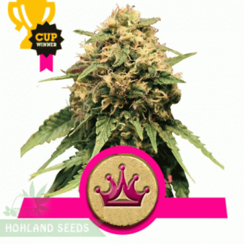 Special Queen #1 Special Queen #1