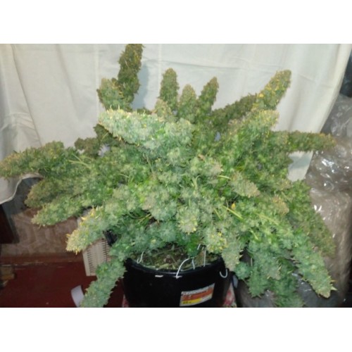 Sour Diesel Auto
