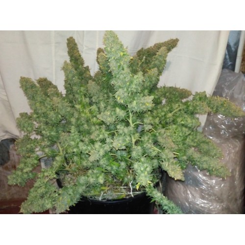 Sour Diesel Auto