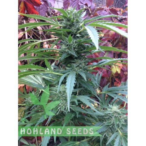 Sugar Breath Sugar Breath