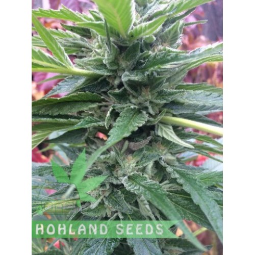 Sugar Breath Sugar Breath