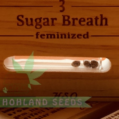 Sugar Breath Sugar Breath