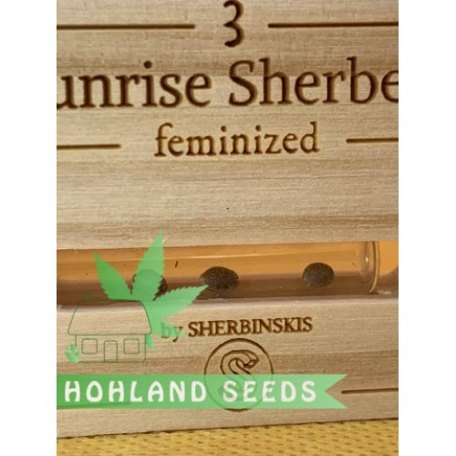 Sunrise Sherbert Sunrise Sherbert