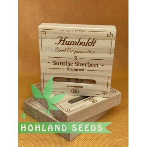 Sunrise Sherbert Sunrise Sherbert