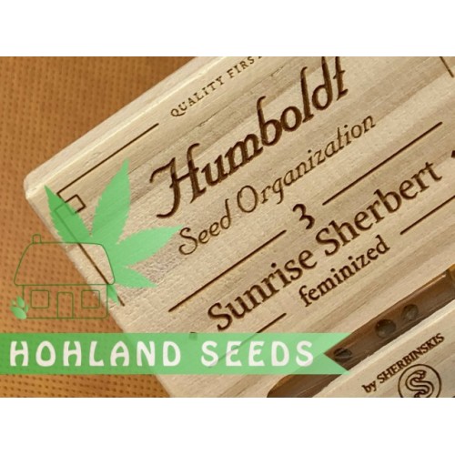 Sunrise Sherbert Sunrise Sherbert