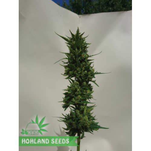 Super Cheese Express