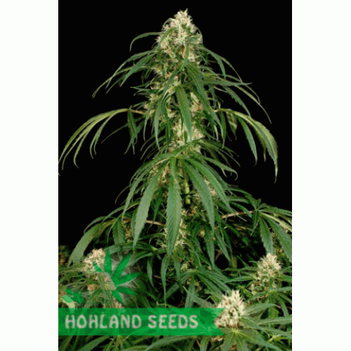 Super Silver Super Silver