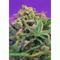 Sweet Cheese F1 Fast Version Sweet Cheese F1 Fast Version