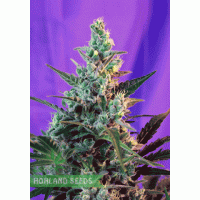 Sweet Skunk Auto