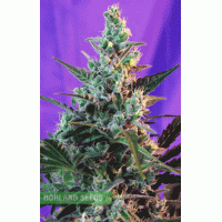 Sweet Skunk F1 Fast Version