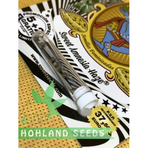 Sweet Amnesia Haze XL Auto