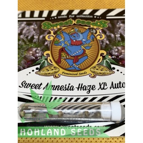 Sweet Amnesia Haze XL Auto