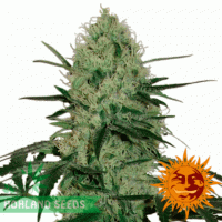 Tangerine Dream Auto Tangerine Dream Auto