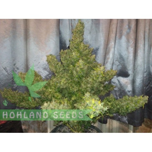 Tangerine Dream Auto