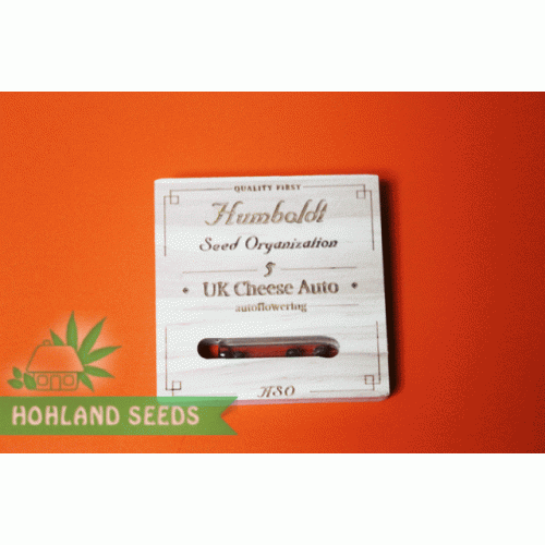 UK Cheese Auto UK Cheese Auto