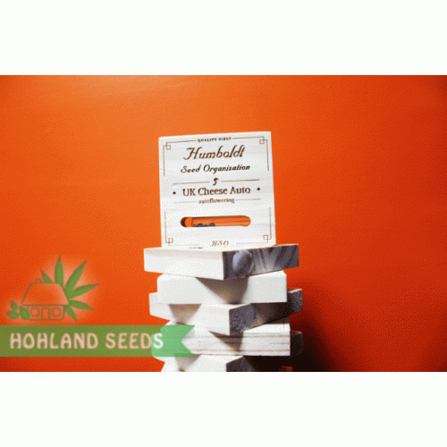 UK Cheese Auto UK Cheese Auto