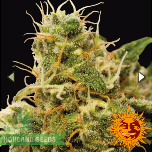 Utopia Haze Utopia Haze