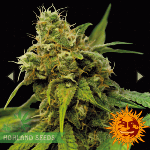 Utopia Haze Utopia Haze