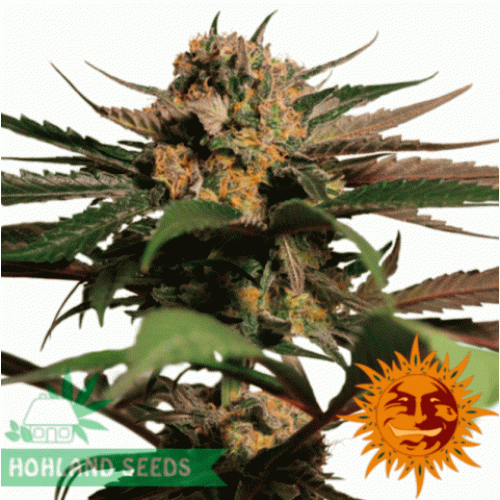 Violator Kush Violator Kush