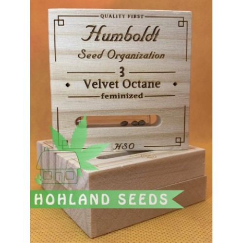 Velvet Octane Velvet Octane