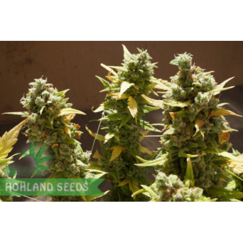 Auto Whiteberry
