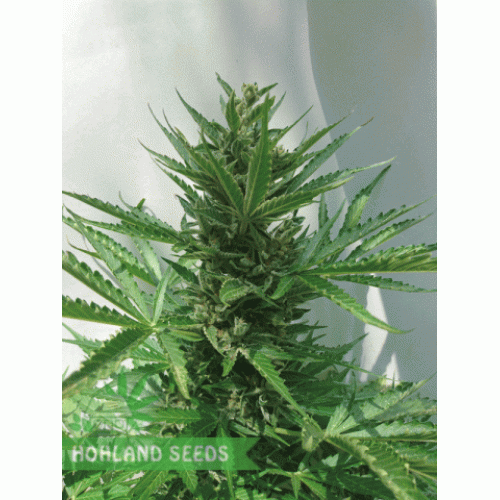 Northern Light Automatic