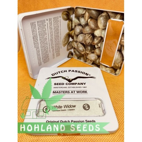 White Widow