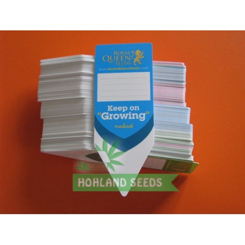 Northern Light Automatic