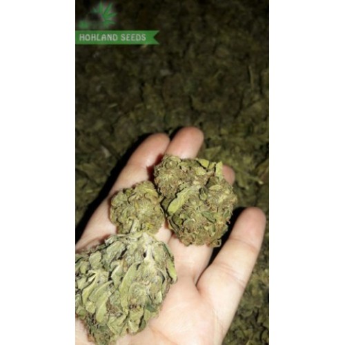 Indigo Berry Kush